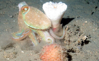Deep sea mining imperils ‘our greatest ally’, the Ocean