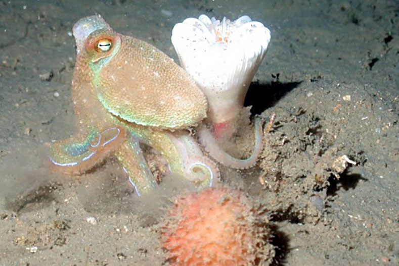 Deep sea mining imperils ‘our greatest ally’, the Ocean