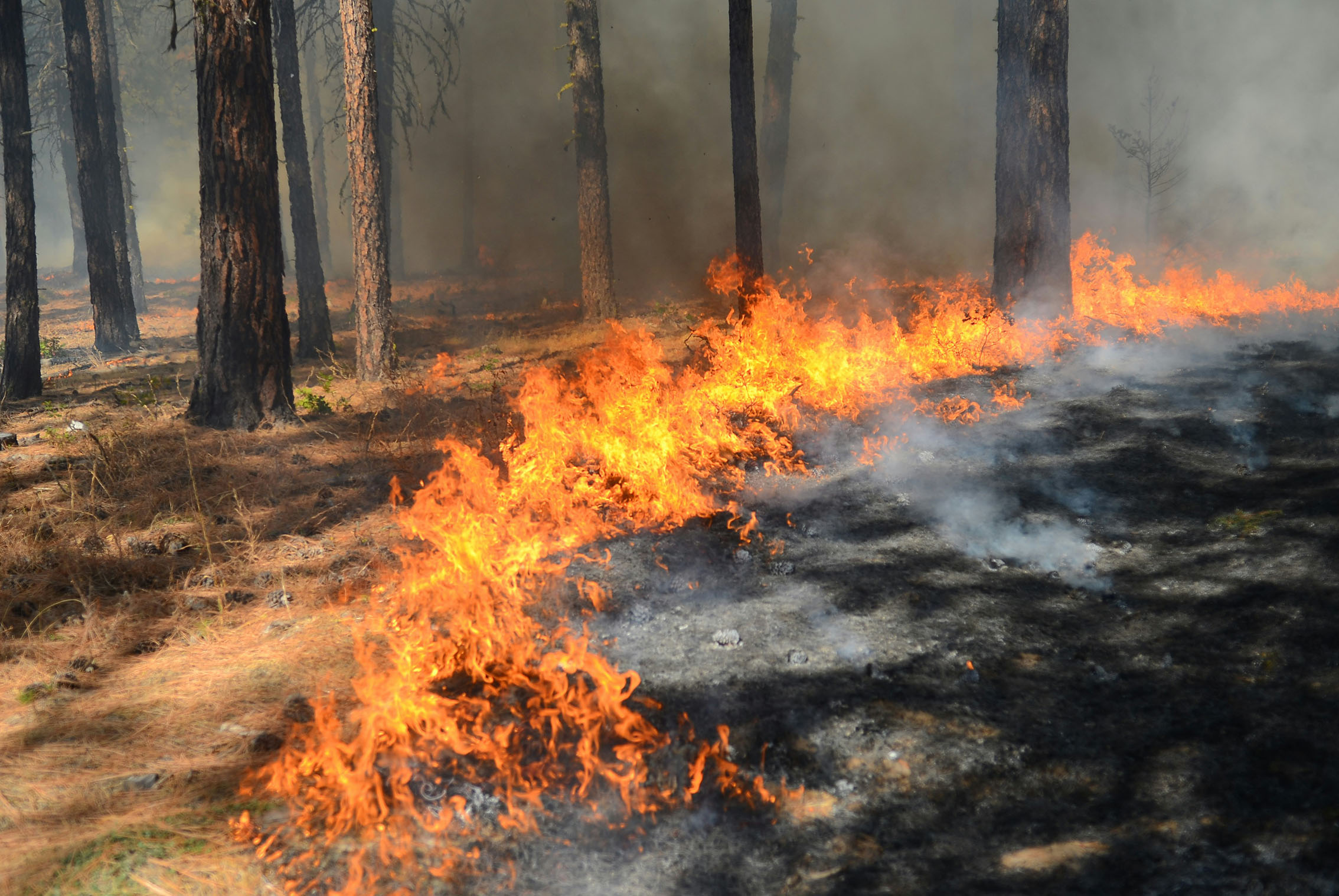 Wild Fires Photo by Emma Renly on Unsplash